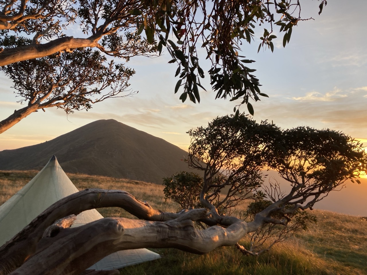 A tent is pitched on grassy ground near gnarled trees at sunset, with a mountain peak in the background and golden sunlight illuminating the scene.