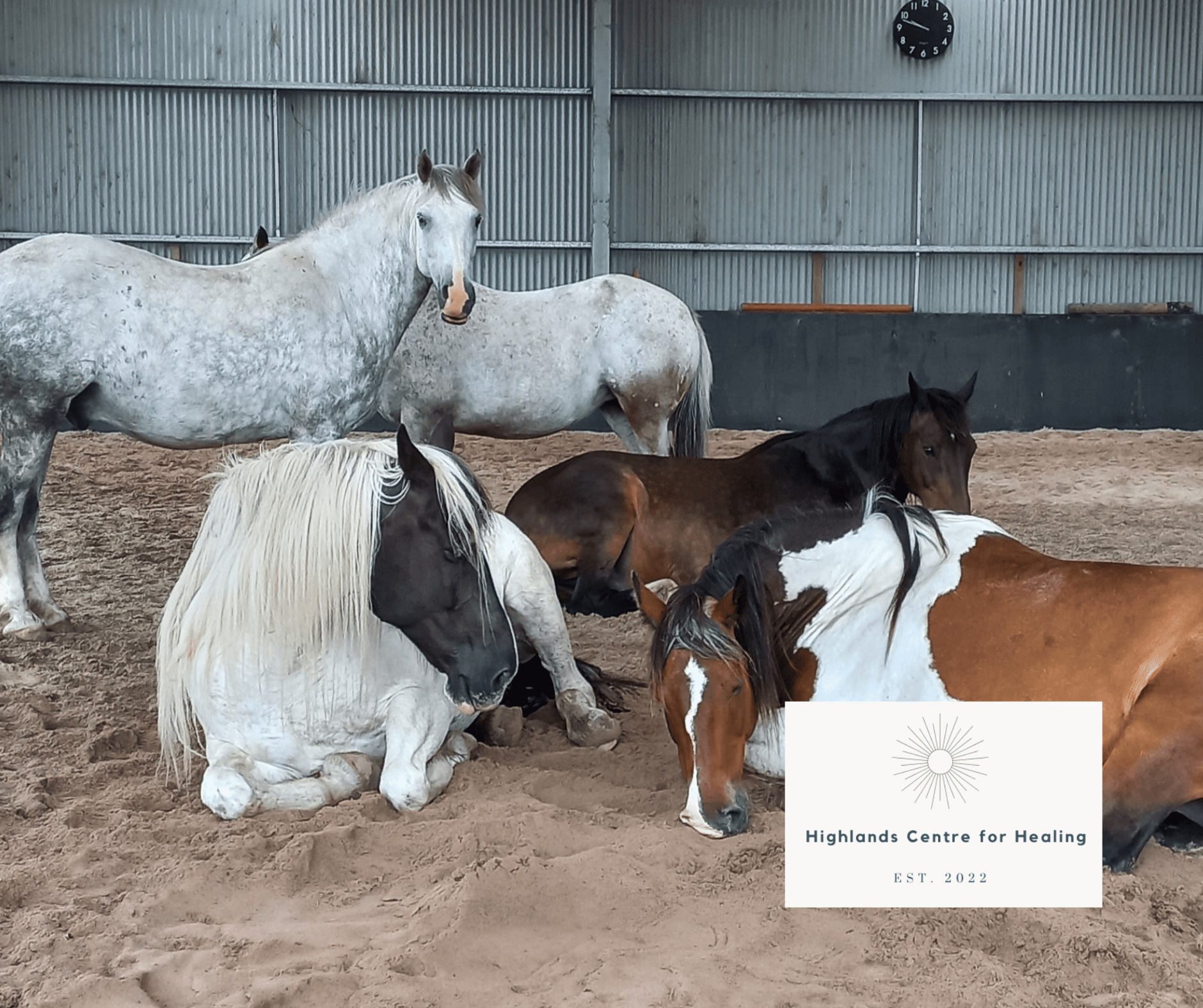 Highlands Centre for Healing horses