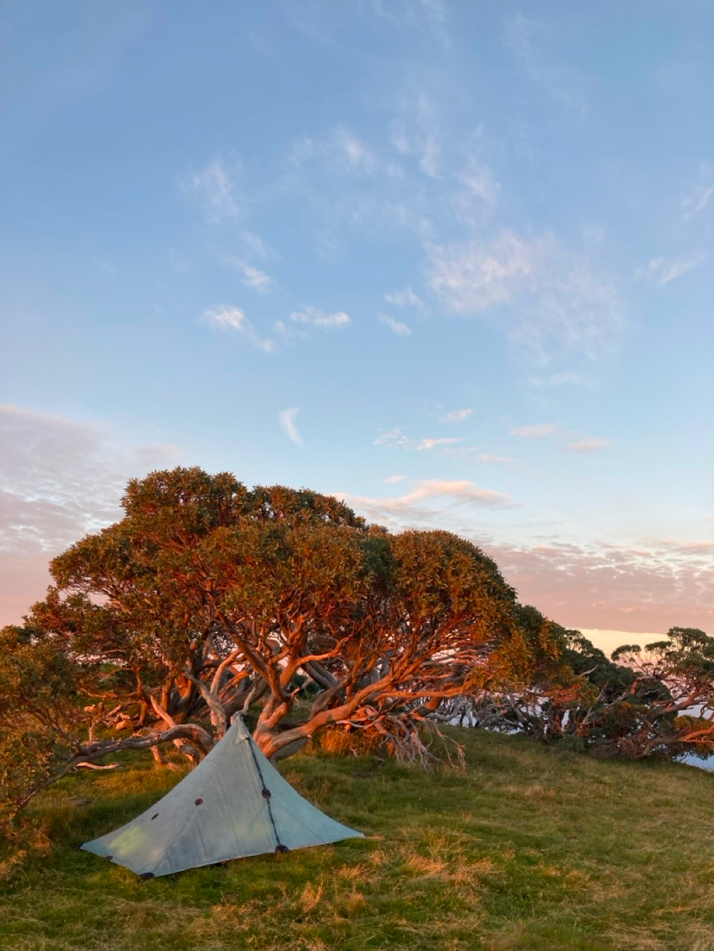 A small tent sits on grassy ground beneath a large, sprawling tree with reddish branches, illuminated by the warm glow of sunset under a partly cloudy sky.