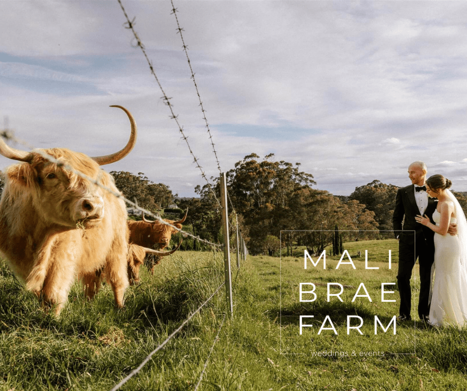bride and groom stand beside Highland cattle on a farm, with the text "MALI BRAE FARM weddings & events" overlaid